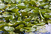 variegated yellow pond lily