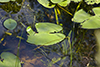 variegated yellow pond lily
