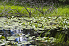 variegated yellow pond lily