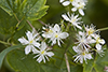 virgin’s bower