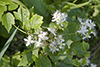 virgin’s bower