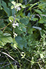 virgin’s bower