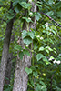 virgin’s bower