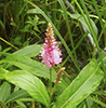 swamp smartweed