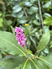 swamp smartweed