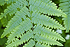 western bracken fern