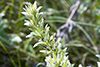 western marbleseed