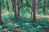 western poison ivy colony