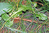western poison ivy rhizome