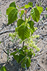 western poison ivy plant