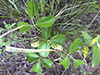 western poison ivy