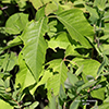western poison ivy