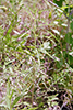 western ragweed