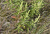 western ragweed