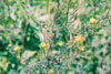 western tansy mustard