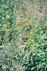 western tansy mustard
