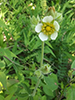 white avens