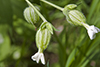 white campion