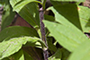 white campion