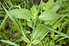 white campion