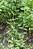 white campion