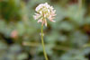 white clover
