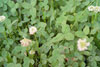 white clover