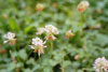white clover