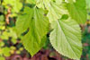 white mulberry