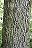 white oak