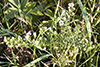 white prairie aster (var. commutatum)