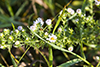 white prairie aster (var. commutatum)