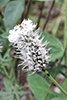 white prairie clover (var. candida)