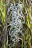 white sage