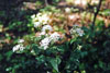 white snakeroot