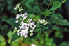 white snakeroot
