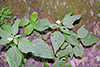 white snakeroot