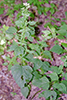 white snakeroot