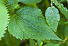 white snakeroot