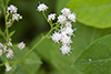white snakeroot