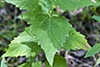 white snakeroot