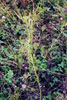 whorled milkweed