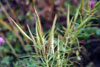 whorled milkweed