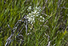 whorled milkweed