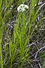whorled milkweed