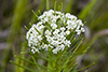 whorled milkweed