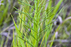 whorled milkweed
