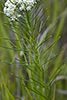 whorled milkweed