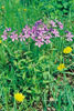 wild blue phlox