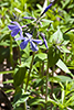 wild blue phlox